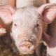 Image for article titled Scientists Want to Transplant Genetically Modified Pig Organs Into Humans